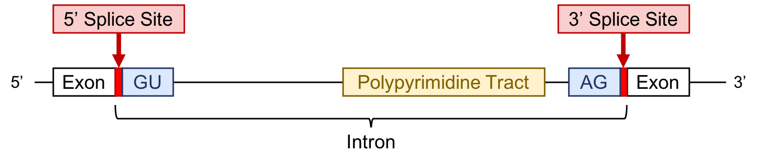 figure1