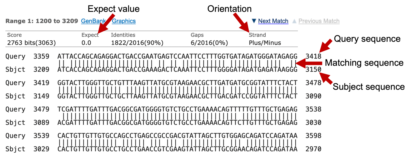 An Introduction to NCBI BLAST