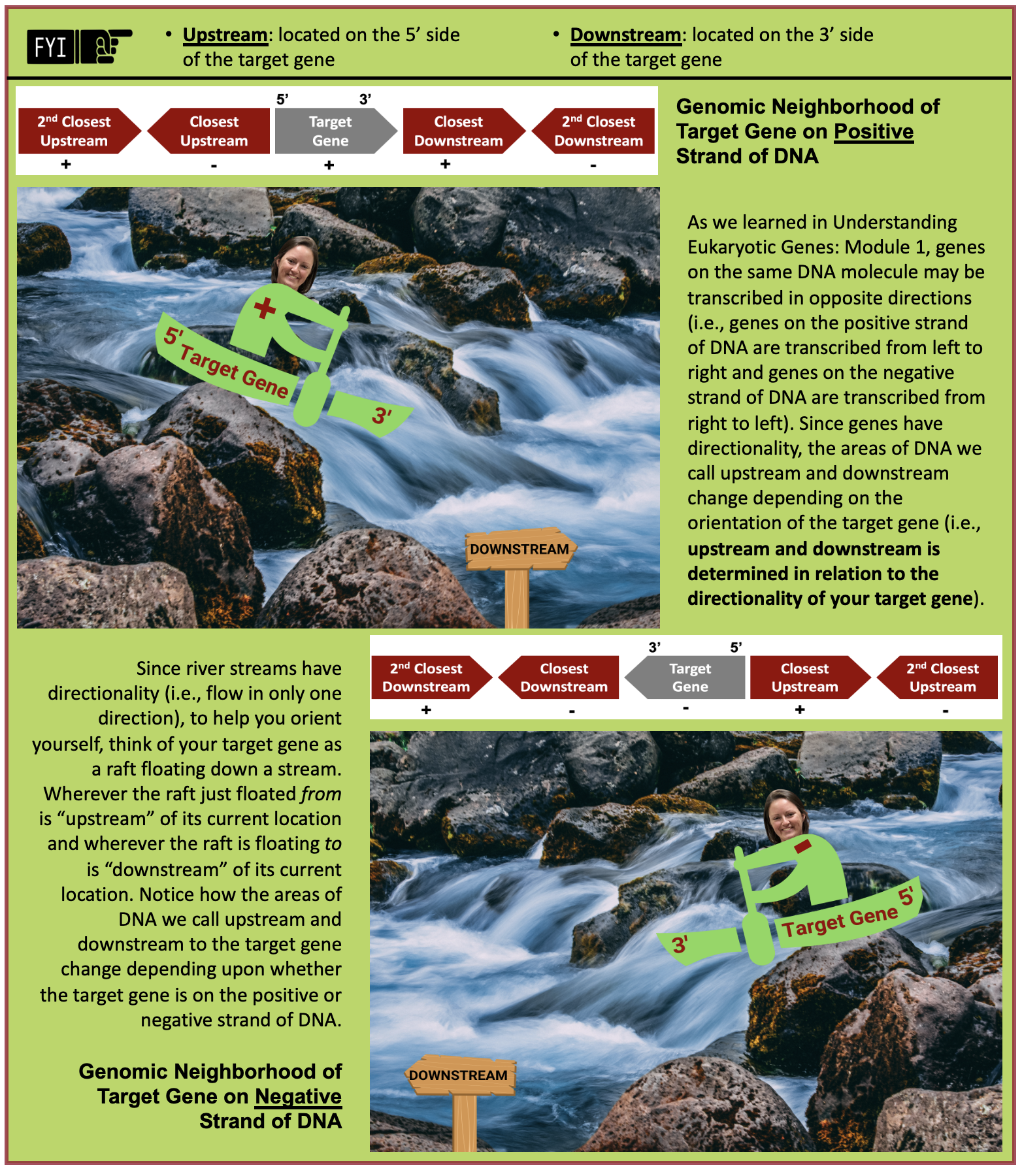 Upstream: located on the 5' side of the target gene Downstream: located on the 3' side of the target gene As we learned in Understanding Eukaryotic Genes: Module 1