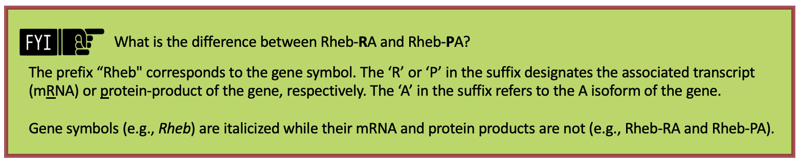 What is the difference between Rheb-RA