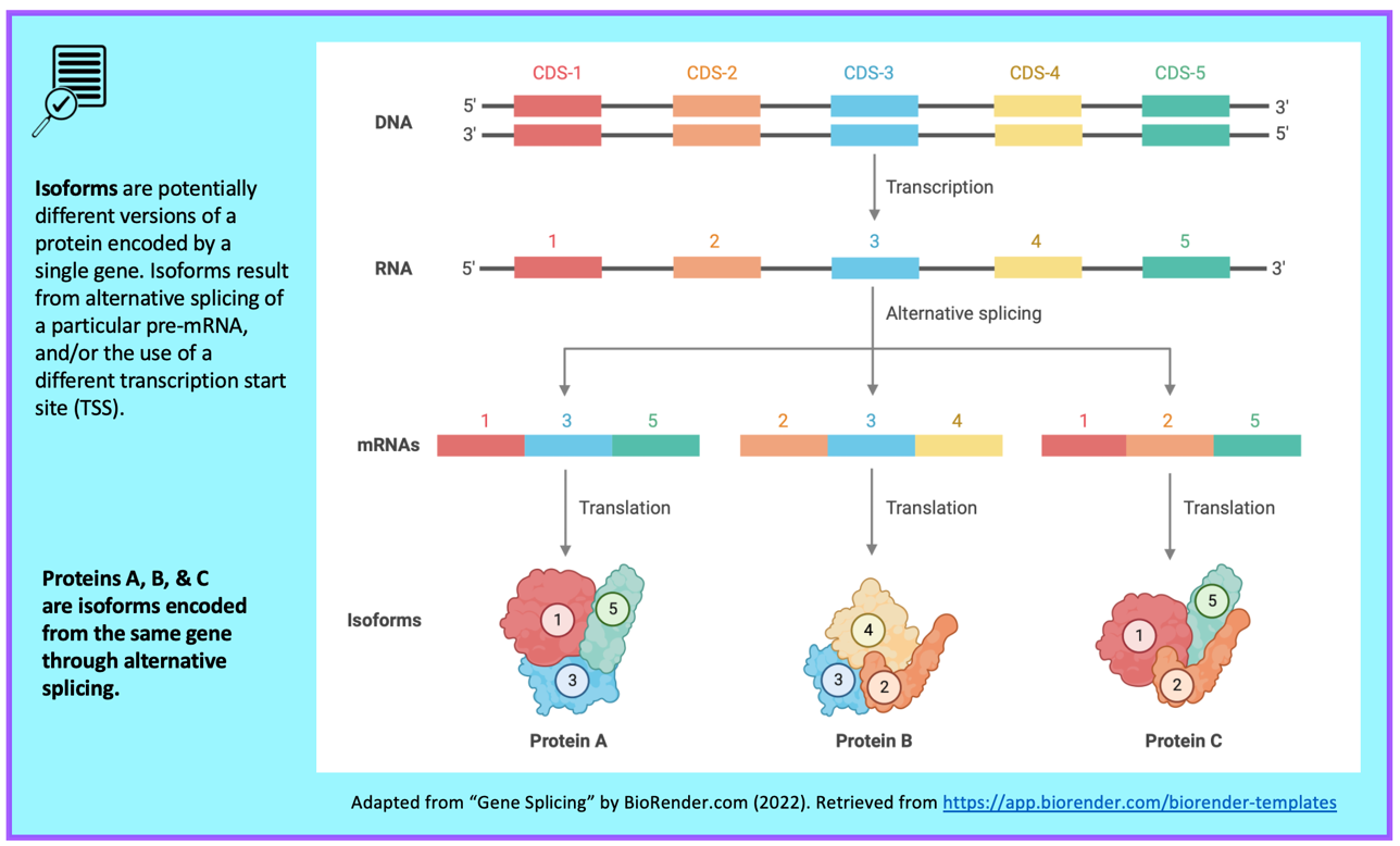 Isoforms are potentially different versions of a protein encoded by a single gene. Isoforms result from alternative splicing of a particular pre-mRNA