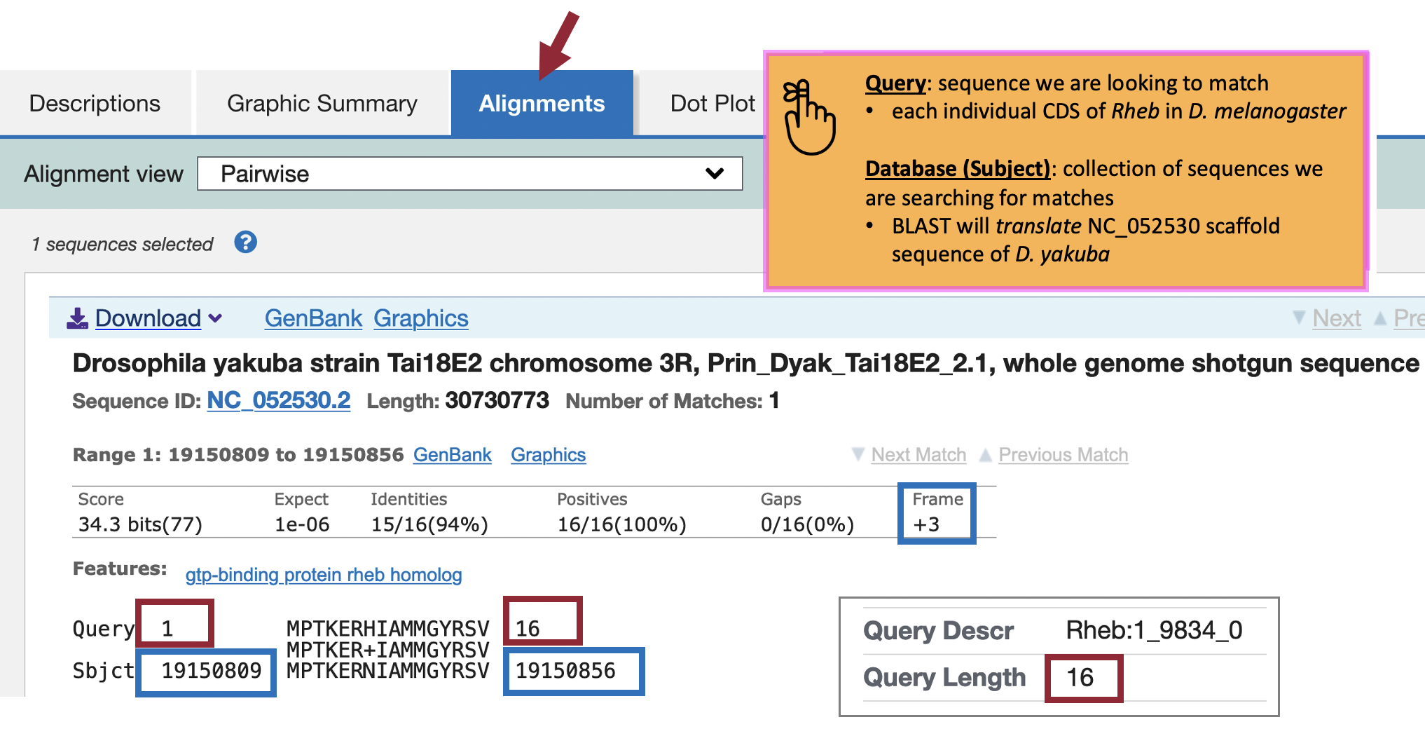 Query: sequence we are looking to match each individual CDS of Rheb in D. melanogaster Database (Subject): collection of sequences we are searching for matches BLAST will translate NC_052530 scaffold sequence of D. yakuba The _tblastn_ alignment between the D. melanogaster CDS-1 (Query) against the D. yakuba NC_052530 scaffold (Sbjct) is located at 19150809-19150856 in the NC_052530 scaffold of D. yakuba (blue boxes) when the sequence is translated in Frame +3. This alignment covers all 16 amino acids of CDS-1 (red boxes).