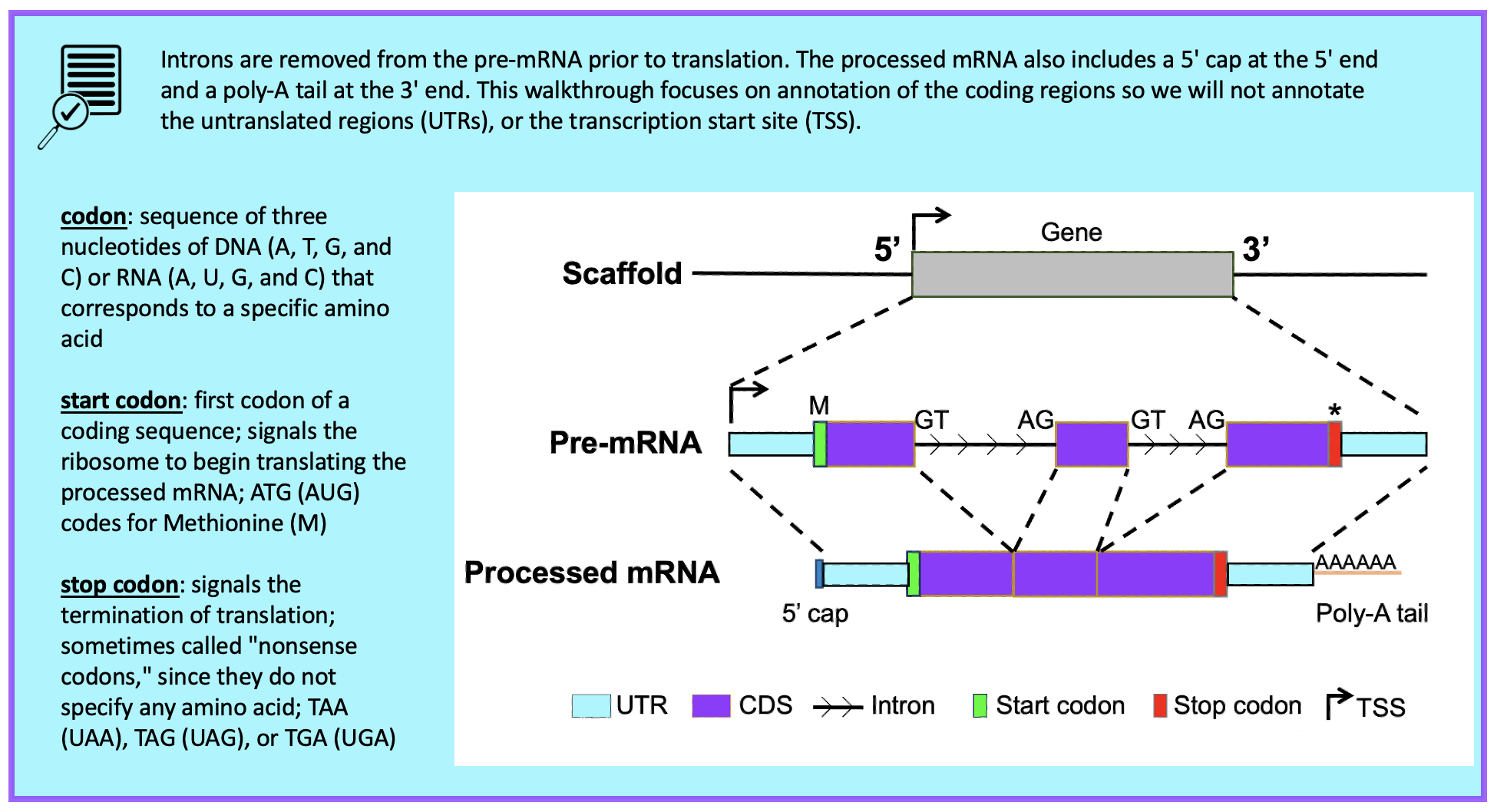 Introns are removed from the pre-mRNA prior to translation. The processed mRNA also includes a 5' cap at the 5' end and a poly-A tail at the 3' end. This walkthrough focuses on annotation of the coding regions so we will not annotate the untranslated regions (UTRs) or the transcription start site (TSS).   codon: sequence of three nucleotides of DNA (A