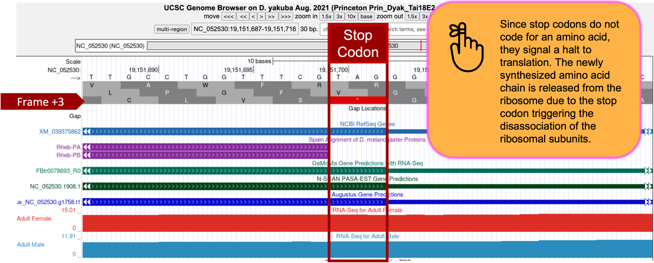 Since stop codons do not code for an amino acid