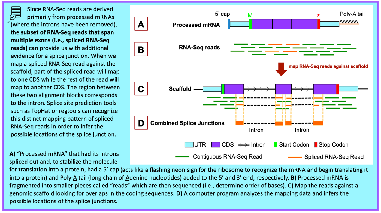 Since RNA-Seq reads are derived primarily from processed mRNAs (where the introns have been removed)