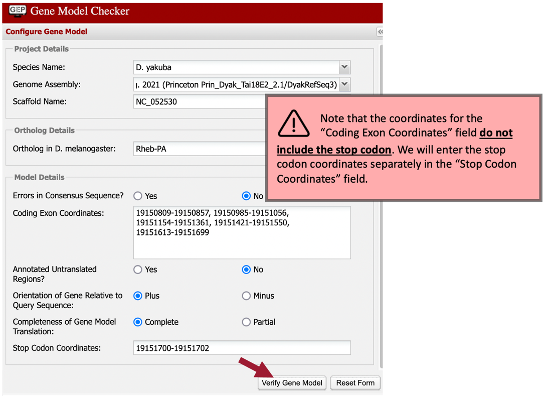 Note that the coordinates for the "Coding Exon Coordinates" field do not include the stop codon. We will enter the stop codon coordinates separately in the "Stop Codon Coordinates" field. Verify the D. yakuba gene model for Rheb-PA using the Gene Model Checker.