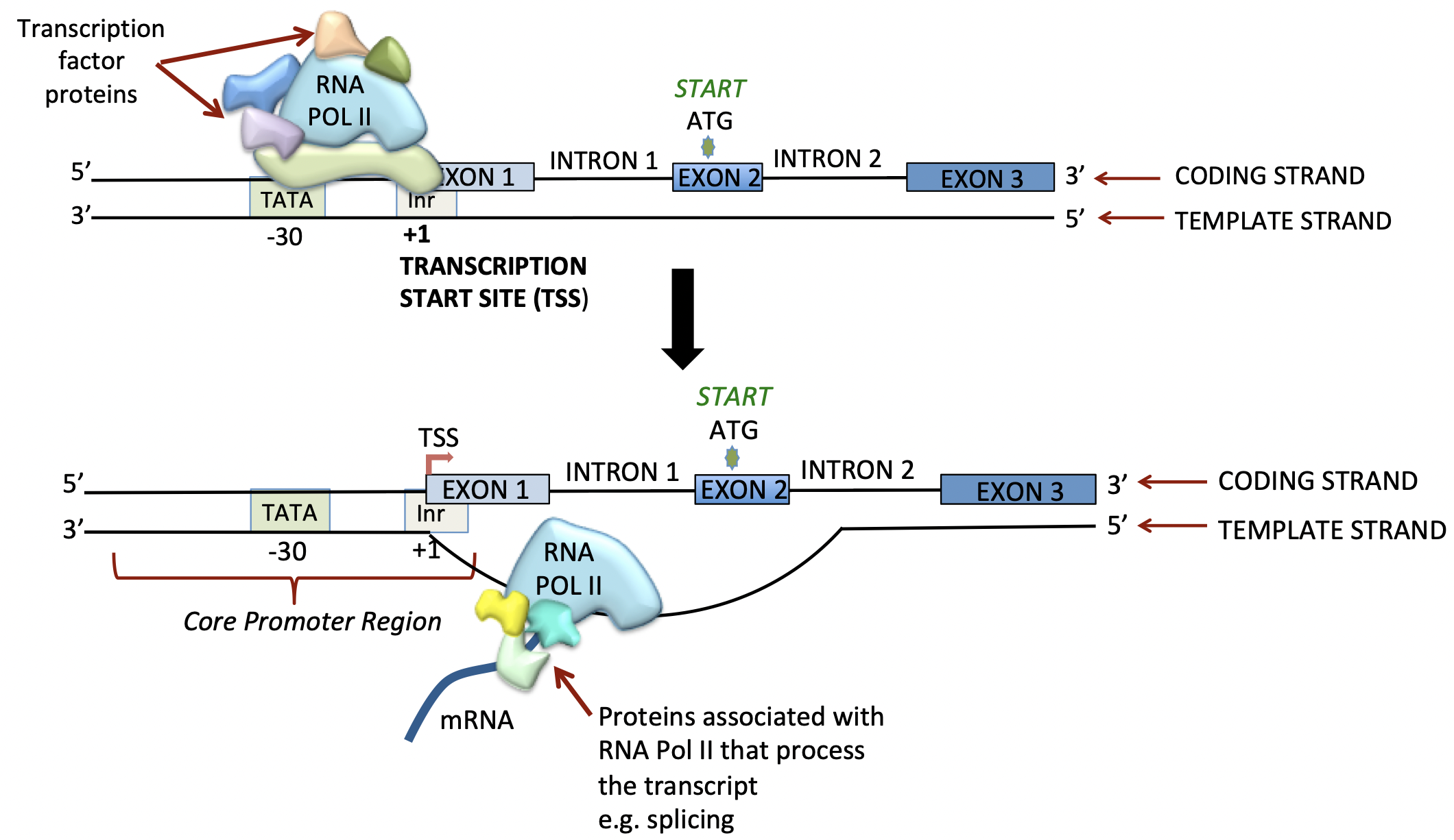 figure1