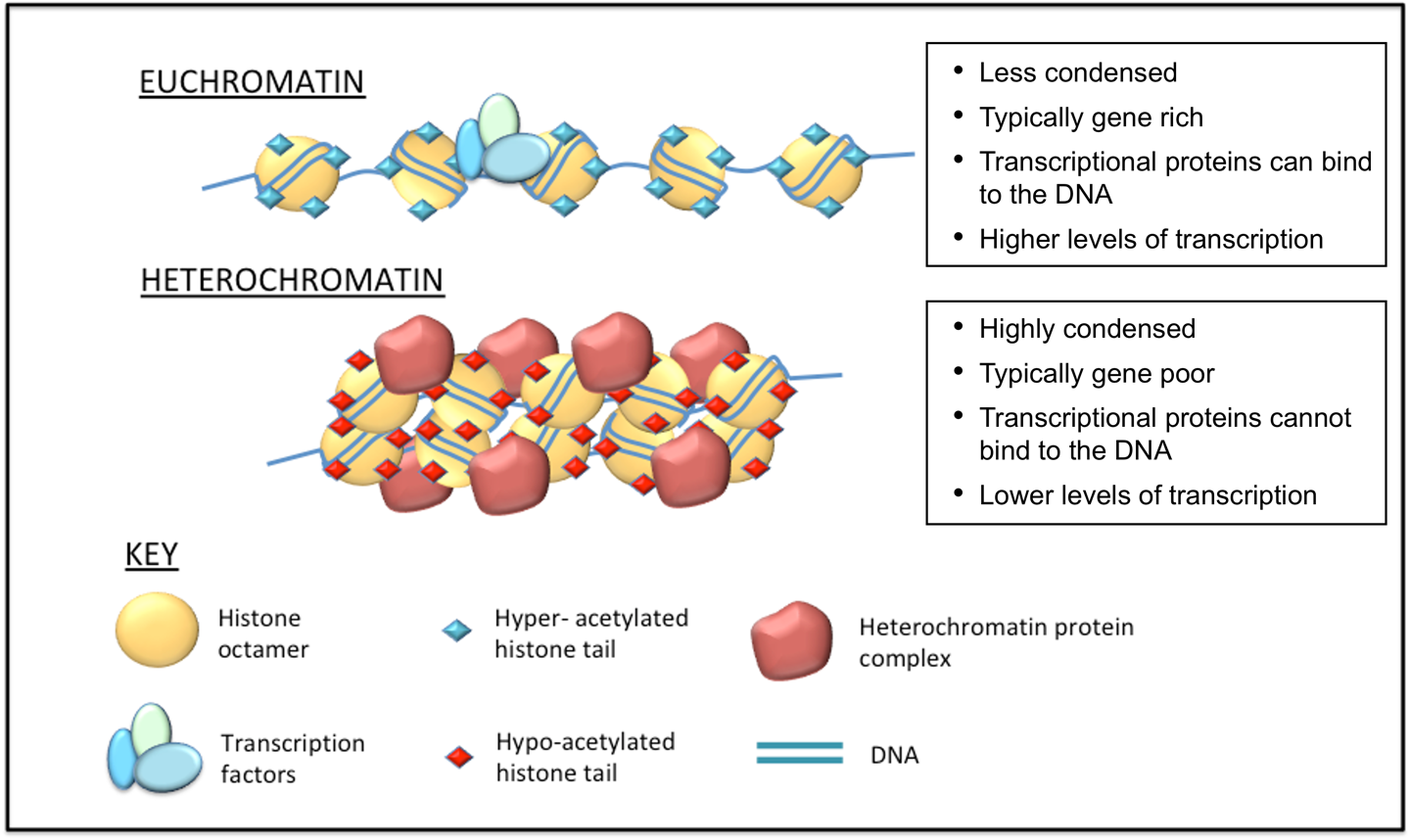TSS Module Primer Review Of Transcription Promoter Structure And TSS Module Primer Review Of Transcription Promoter Structure And